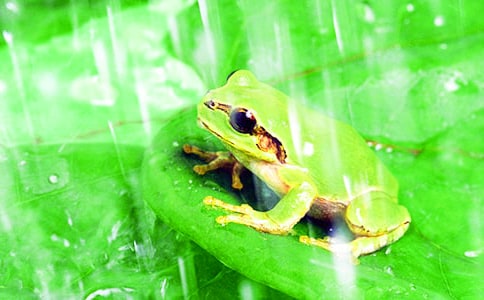 青蛙喜欢雨小学生作文