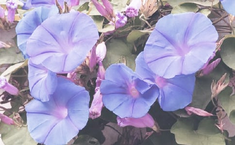 牵牛花变色的秘密四年级作文