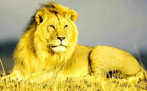 蚊子与狮子初二作文