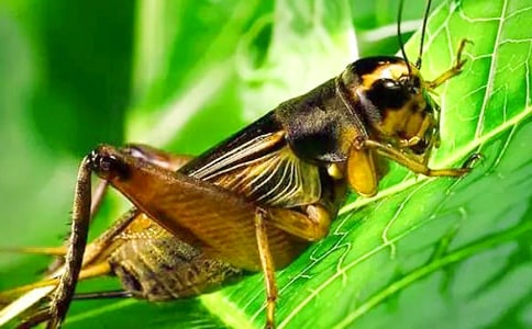 蟋蟀美美游苏州学生叙事作文