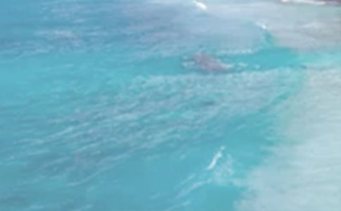 夏日的美好时光作文550字