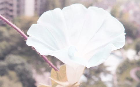 金银花和牵牛花五年级作文