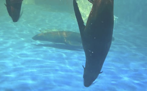 香港海洋公园小学作文750字