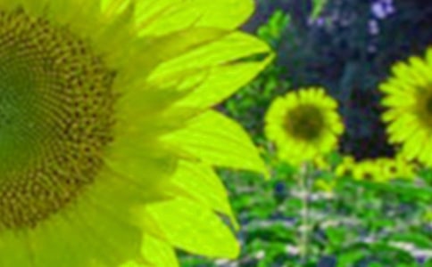 我喜欢向日葵花作文