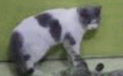 可爱的小猫小学状物作文