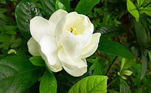 栀子花作文五篇