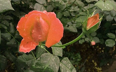 我爱月季花作文