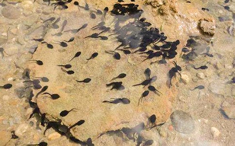 环保作文:一只小蝌蚪的自述