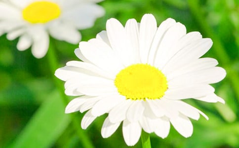 野菊花五年级作文