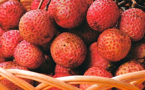 别了荔枝树优秀作文