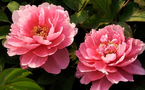 牡丹花三年级学生作文