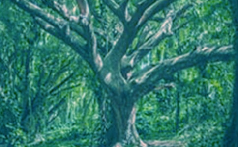 大树优秀作文350字