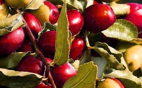 卖水果的奶奶作文400字