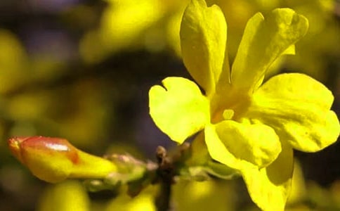 美丽的迎春花小学优秀作文