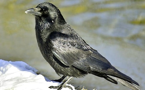 如果,当时乌鸦救了白雪公主五年级作文700字