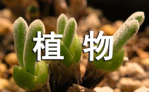 冬天的植物作文