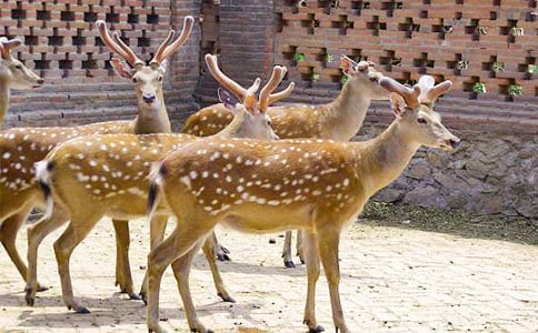 梅花鹿水上漂作文