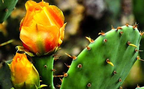 我看仙人掌花高中作文