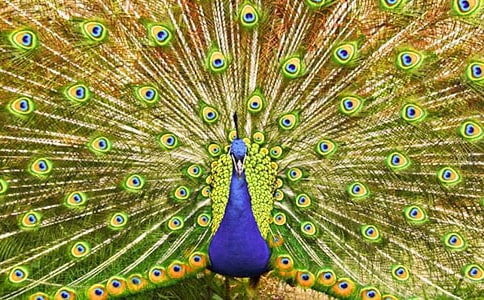 可爱的孔雀鱼作文5篇