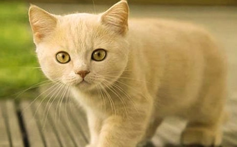 可恶可恨的臭小猫作文