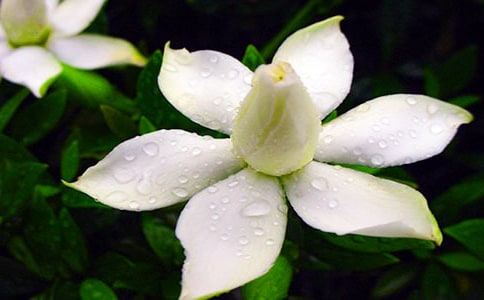 芳香四溢的栀子花作文