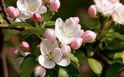 海棠树作文（通用20篇）