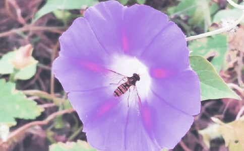 美丽的牵牛花小学作文