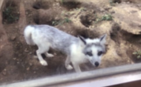 小狐狸的书桌的读后感作文