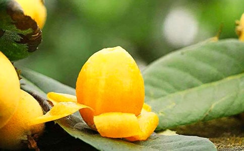 枇杷树下作文950字