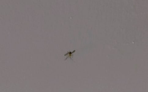 讨厌的蚊子作文700字