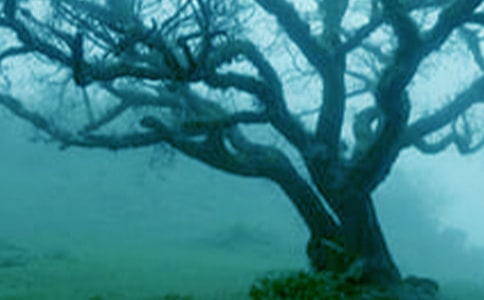 大树与小草700字作文