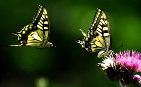 描写蝴蝶的作文(通用15篇)