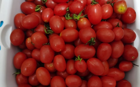 遨游水果王国作文