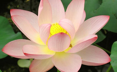 荷花的三年级作文