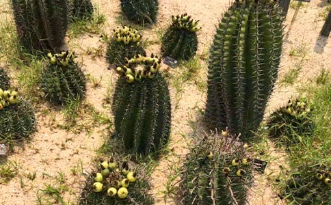 仙人掌和玫瑰作文300字