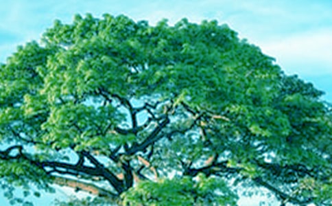 大树和小草高中作文