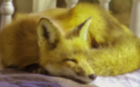 懒惰的.狐狸二年级童话作文550字