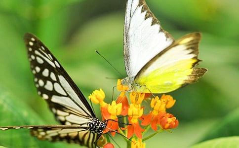 我是一只蝴蝶作文(通用15篇)