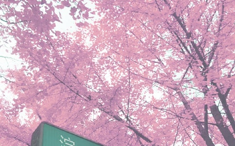 秋季的树叶四年级作文