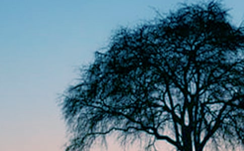 大树与鸟儿作文