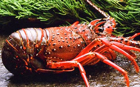 龙虾趣事作文200字