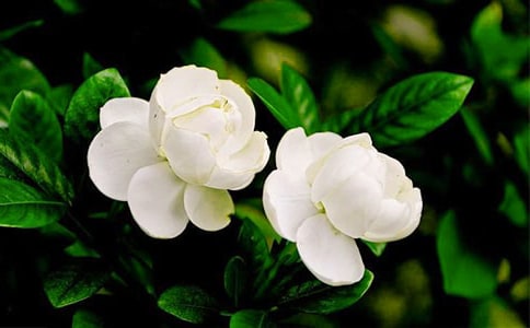 茉莉花三年级作文450字