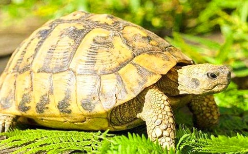 小乌龟中奖小学作文