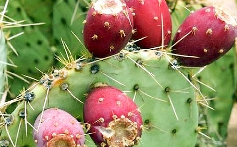 小草和仙人掌作文