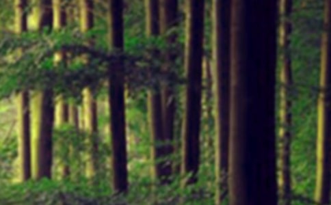 森林的变化童话作文