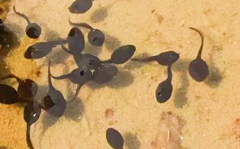 小蝌蚪找妈妈的优秀童话作文