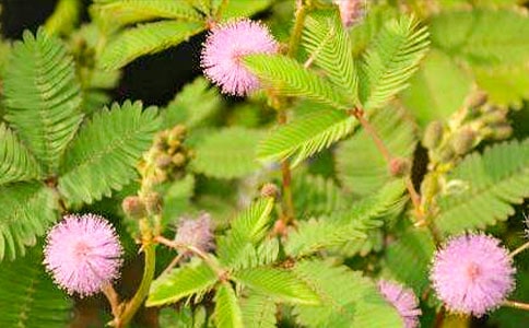 含羞草叙事作文