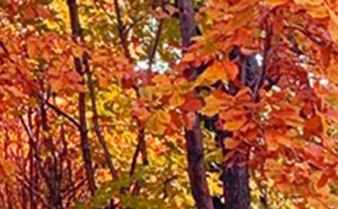 郊外的景色作文6篇