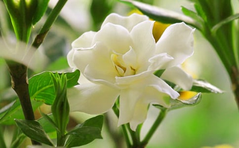 拯救栀子花作文