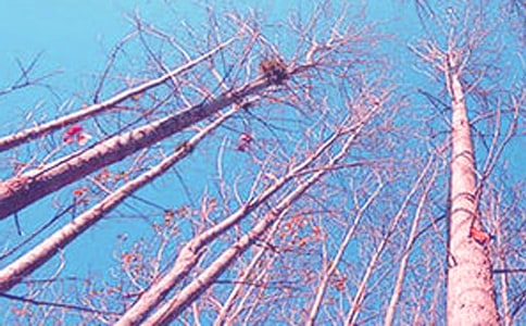 我爱家乡的白杨树作文6篇